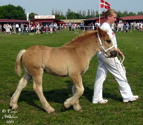 jutsky2.jpg