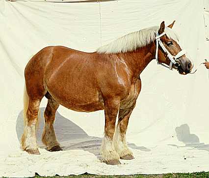 jutsky7.jpg